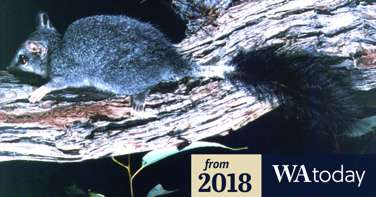 'Rubberstamping extinction' WA forests in trouble but it's nobody's fault